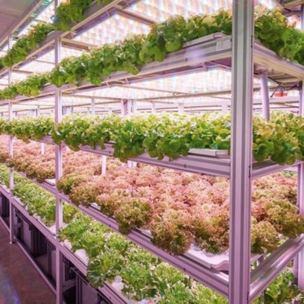 Buy cheap Reefer Container Greenhouse For Leaf Vegetable Smart Container Greenhouse from wholesalers