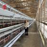 Buy cheap Poultry Cage System H/A Type With Automatic Drinkers Feeders Installation For Tanzania Uganda Ghana Kenya Sandy from wholesalers