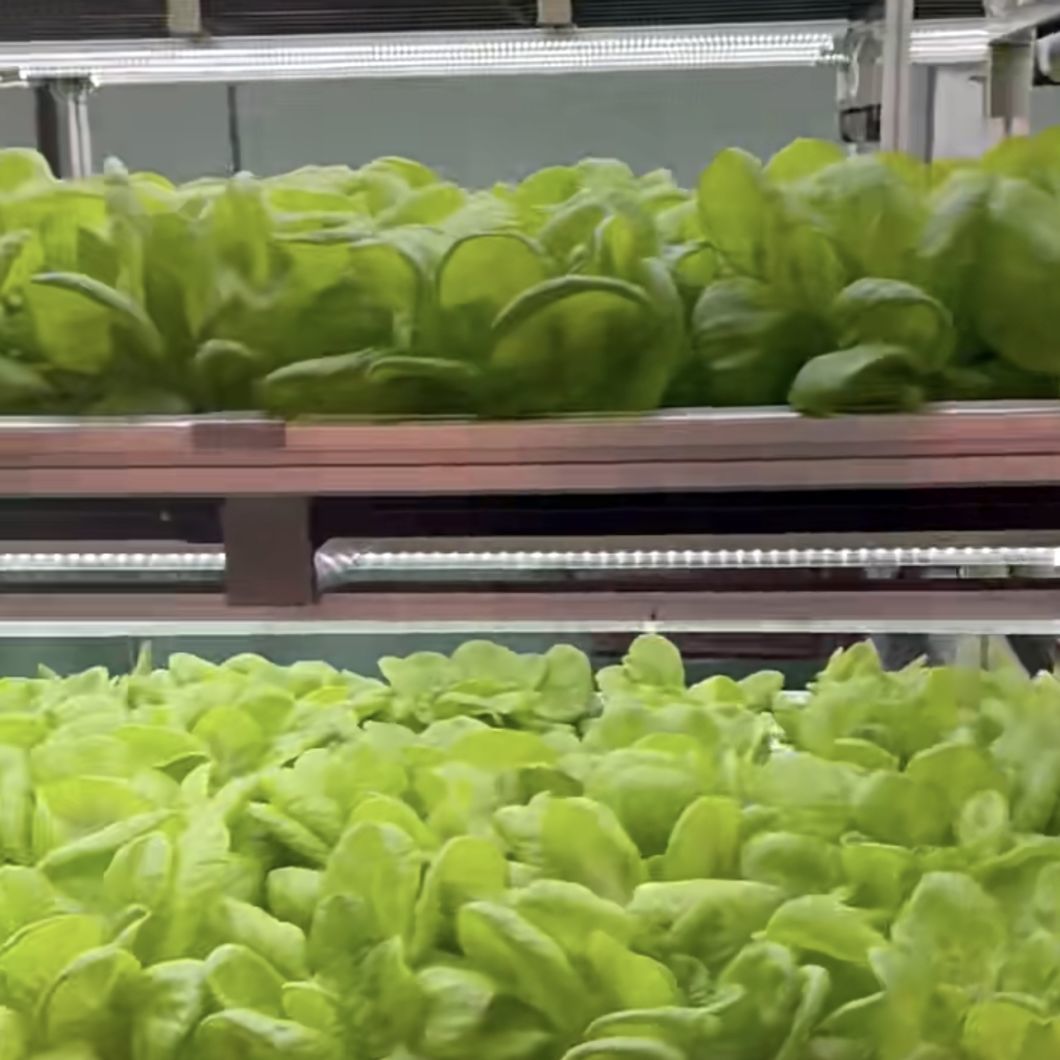 Container House for Growing Green Leafy Veggies