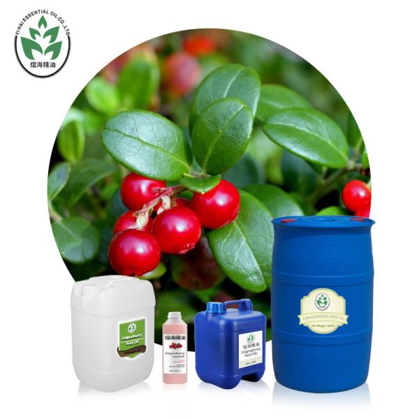 Buy cheap OEM ODM Lingonberry Seed Oil Carrier Oil Massage Use Health Care from wholesalers