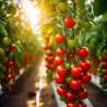 Buy cheap US 20/Piece Vegetable Greenhouse with Single-Span Agriculture Tunnel Plastic Film from wholesalers