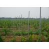 Buy cheap 2.4 Meter Steel / Iron Plant Support Posts For Grape Growing 50x30mm Section Size from wholesalers
