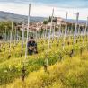Buy cheap 3.0mm Thickness Metal Grape Vine Trellis Post 275G Zinc For Grape Growing from wholesalers