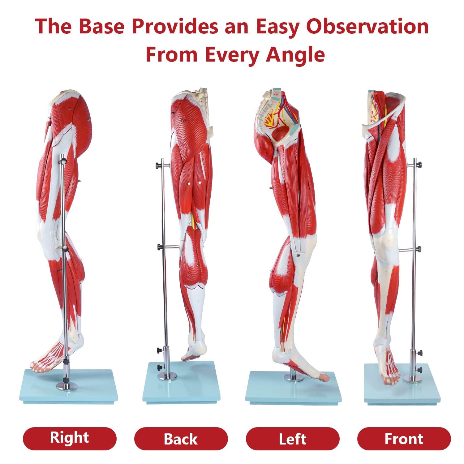 Human Hip thigh calf and foot muscles 13 parts Life Size Arteries & Veins for Study Display Teaching Medical Leg Muscle Model