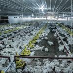 Buy cheap Auger Conveying Poultry Farm Feeder And Drinker 45-55 Birds / Feeder from wholesalers