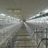 Buy cheap 2.5mm tube Sow Raising Pig Gestation Crate from wholesalers