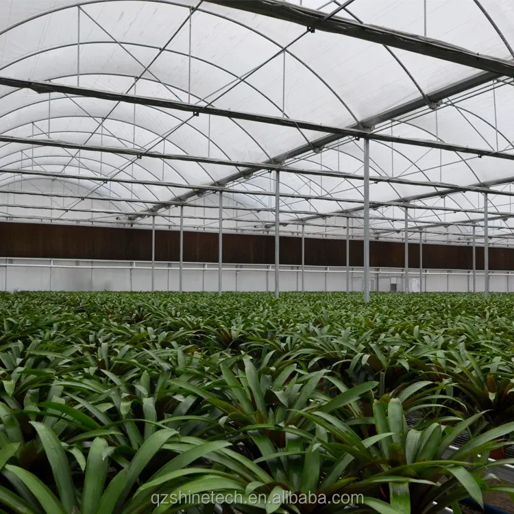 150/200 Micron Plastic Film Multi Span Greenhouse For Vegetable And Flower Growing