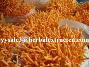 Buy cheap Cordyceps Sinensis Extract,Polysaccharides 15%, Enhance immunity, Reishi Mushroom Extract ,Polysaccharides 30%, Chinese from wholesalers