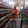 Buy cheap Chicken Farm 3 Tier Battery Cage System In Poultry Sandy from wholesalers