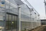 Agricultural Multi Span Strawberry Green House Plastic Shed Tomato Tunnel