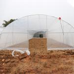 Single Span Plastic Tunnel Strawberry Greenhouse With 150 Micron Film