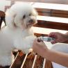 Buy cheap Quiet Automatic Cat Nail Clipper USB Charging Paw Trimmer For Small Animals from wholesalers