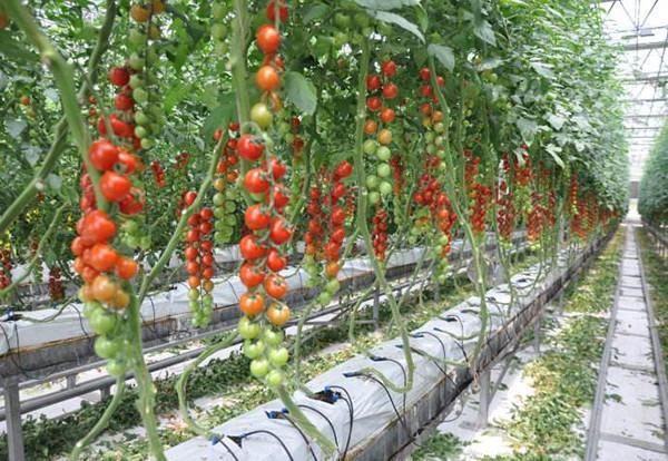 Buy cheap Strong Structure Multi Span Greenhouse , Plastic Tomato Greenhouse Section 4m from wholesalers