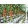 Buy cheap Strong Structure Multi Span Greenhouse , Plastic Tomato Greenhouse Section 4m from wholesalers
