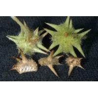 Buy cheap 100% natural Tribulus Terrestris Extract , Reducing the blood pressure, anti product