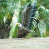 Buy cheap Small Metal Eagle Garden Ornament Statue Lightweight And Vivid from wholesalers