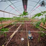 30ft Double Layer Film Greenhouse Light Deprivation Length 30-60m