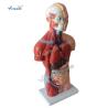 Buy cheap Bilological Human Torso Anatomy Model 42cm Sexless Torso 18 Parts from wholesalers