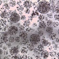 Buy cheap Protein Purification Magnetic Agarose Beads 10 - 30 μm 20% Volume Ratio 50 mL from wholesalers