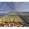 Buy cheap US Currency Single-Pan Hydroponic System for Greenhouse Vegetable Farming Performance from wholesalers