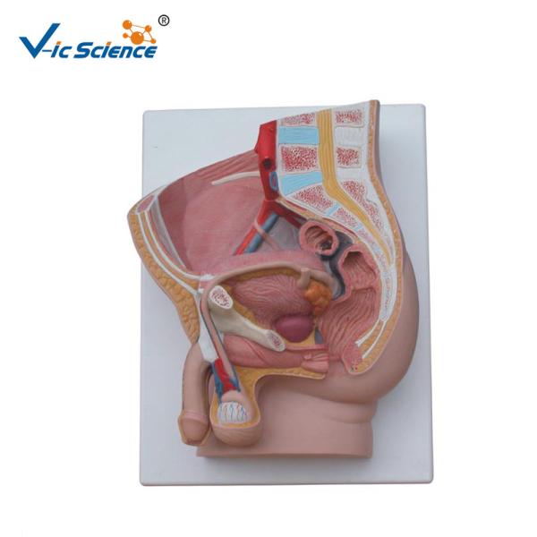 Buy cheap 37cm Hospital Teaching 2 Parts PVC Anatomical Pelvis Model from wholesalers