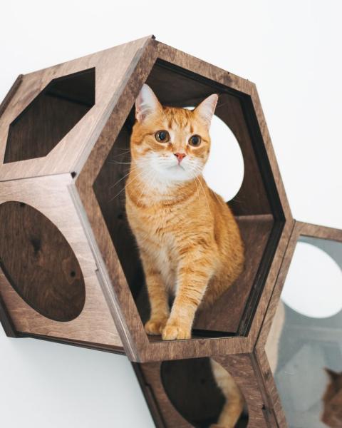 Buy cheap Hexagon Modern Pet Furniture Cat Wall Shelf 50lb Bearing Cat Cave Bed Cat Climbing Frame from wholesalers