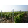 Buy cheap Professional Metal Grape Stakes , Vineyard Line Posts Used In Winery from wholesalers