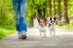 Tangle Free 100% Nylon Dog Leash Convenient Easy Cleaning OEM ODM Available