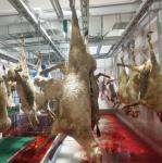 Stainless Steel 304 Slaughterhouse Cow Machine Polyurethane Rubber Hair Plucking