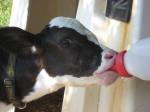 4Litre Easy To Clean White Calf Feeding Bottle With Anti Slip Grip