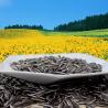 Buy cheap High-quality raw materials for large sunflower seeds exported to turkey Amazon’s best-selling products from wholesalers