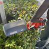 Buy cheap One-Handed Tea Harvester Machine 21v Lithium Battery Tea Picker Electric from wholesalers