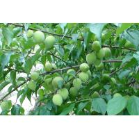Buy cheap Clear Chinese Green Plum Juice Concentrate, 65 brix, tart acid product