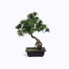 Buy cheap Ideal Imitation Bonsai Trees Rejuvenating Lush Fronds For Harried Modern Lifestyle from wholesalers