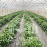 Buy cheap 6x15m Tunnel Greenhouse For Flower And Vegetable Farming Projects from wholesalers