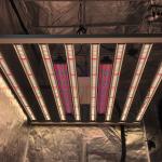 800W 8Bars Osram 660nm Horticulture Grow Lights For 4x4 Ft Hydroponics Garden