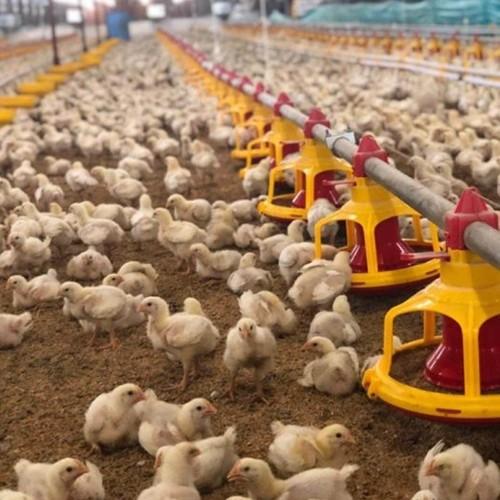 Buy cheap Farm Breeder Houses Male Broiler Chicken Equipment from wholesalers