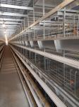 Poultry Farm House Layer Battery Cage For 90 Chickens, Optimized For Laying Hens