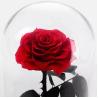 Buy cheap Huge rose Preserved rose in glass valentines day preserved rose gift from wholesalers