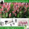 Buy cheap Flower packaging net Extruder(FCEPEW-75) from wholesalers