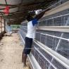Buy cheap Chicken Farm 3 Tier Battery Cage System In Poultry Sandy from wholesalers