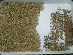 64 Chute Cashew Nut Color Sorter High Capacity