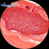 Buy cheap Zoology Animal Plain Microscope Slides 50pcs 76.2×25.4×(1.0-1.2) Mm from wholesalers