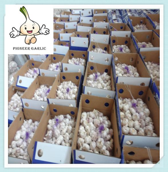 Buy cheap 2016 Garlic factory supply fresh garlic for garlic importer from wholesalers