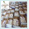 Buy cheap SHANDONG BEST NORMAL AND PURE WHITE FRESH GARLIC from wholesalers