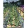 Buy cheap High Strength Fiberglass Pultruded Rod For Tomato Stakes from wholesalers