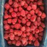 Buy cheap Good Quality IQF Strawberry Whole from wholesalers