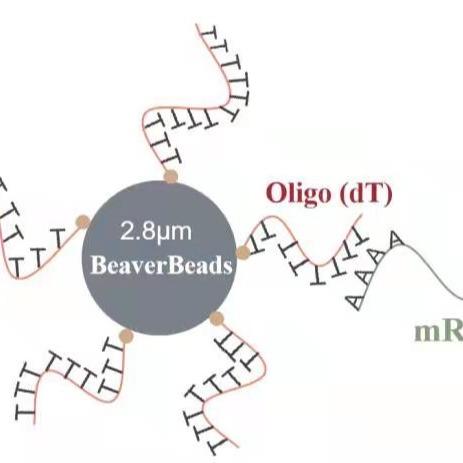 Buy cheap 5 mL 2.8 μm Oligo dT Magnetic Beads Dna Library Construction Kit Capture High Quality mRNA from wholesalers