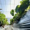 Buy cheap Package Gross Weight 100.000kg Hydroponic Strawberry Flower Greenhouse with Film Cover from wholesalers