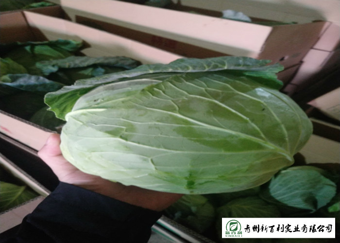 2.5 Kg / Per Fresh Green Cabbage Suitable No Putrefaction For Salad Factory